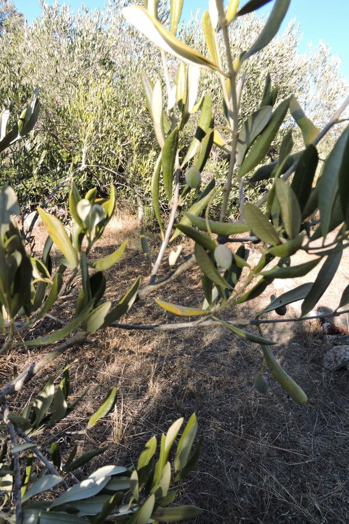 Shrivelled olives